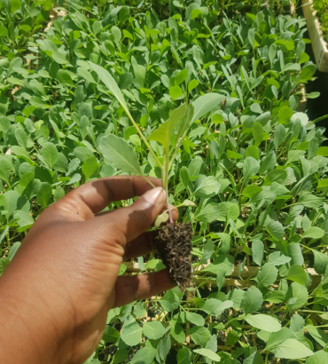 Kilimo Cabbage Seedlings