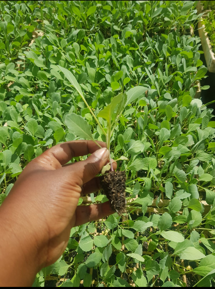 Kilimo Cabbage Seedlings