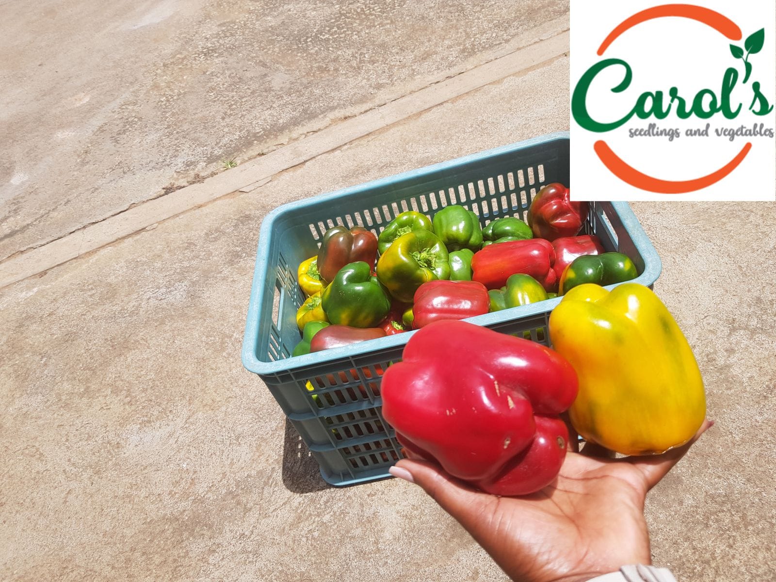 482262066_636560575758642_8748033602896001912_n