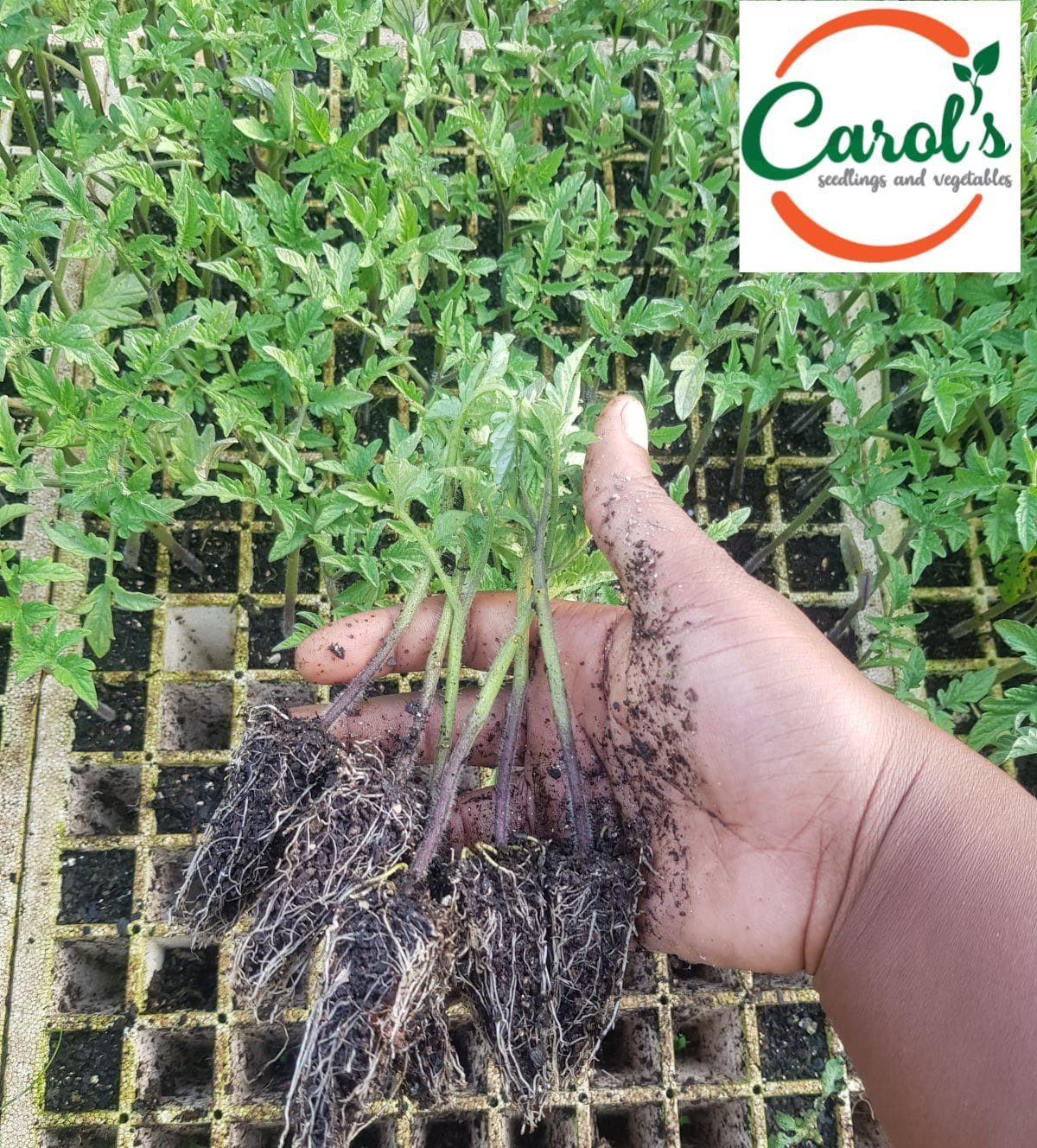 484071793_640354808712552_7714289502129097858_n