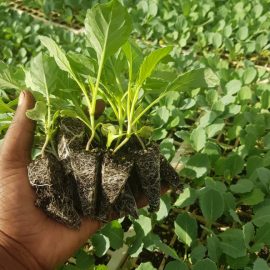 Kiwa Cabbage Seedlings