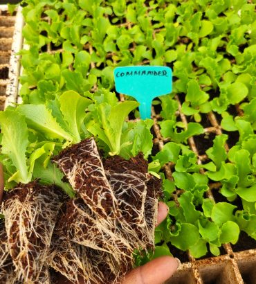 Commander Lettuce Seedlings