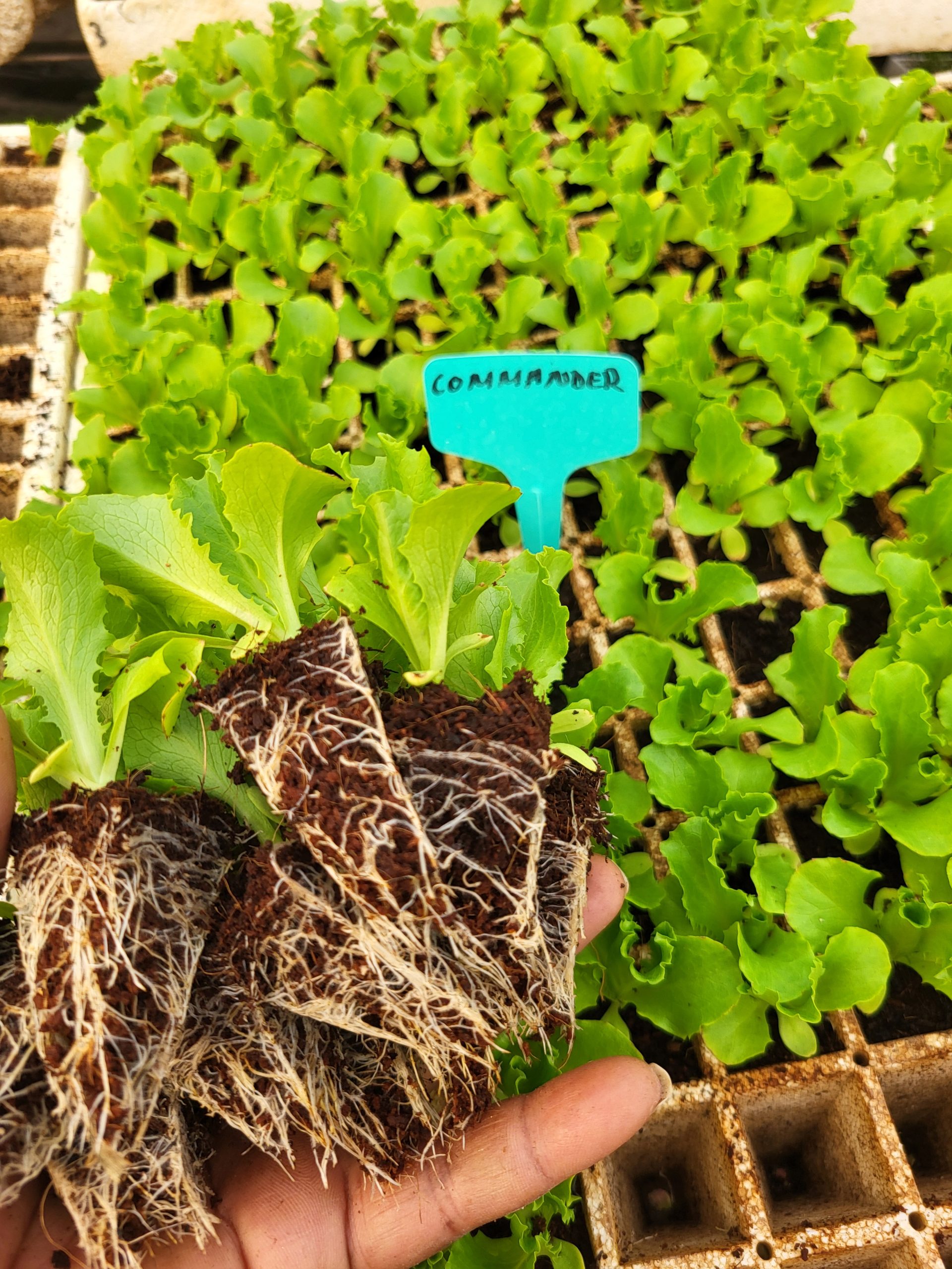 Commander Lettuce Seedlings
