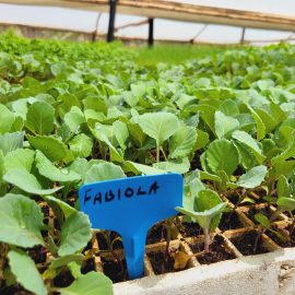 Fabiola Cabbage Seedlings
