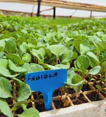 Fabiola Cabbage Seedlings
