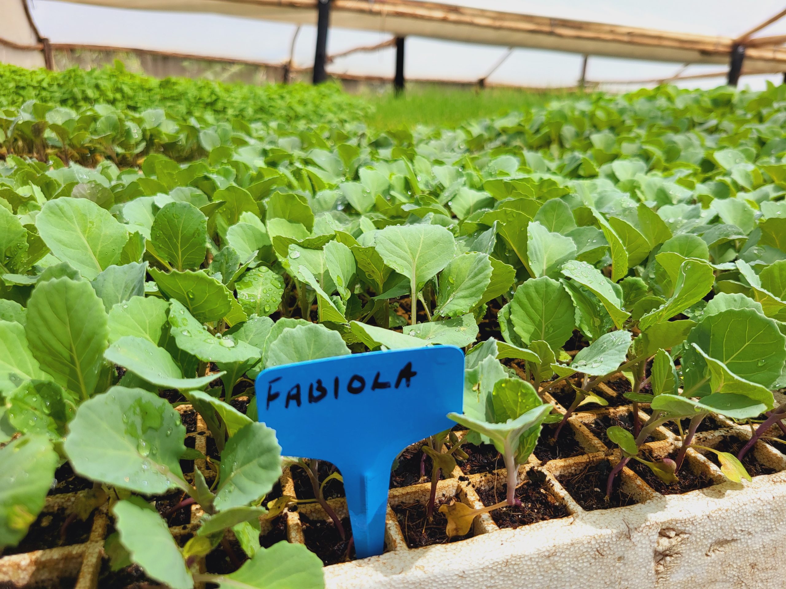 Fabiola Cabbage Seedlings