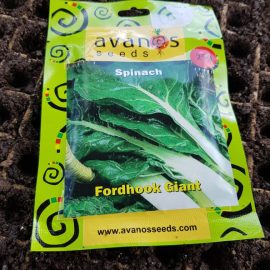 Fordhook Giant Spinach Seedlings