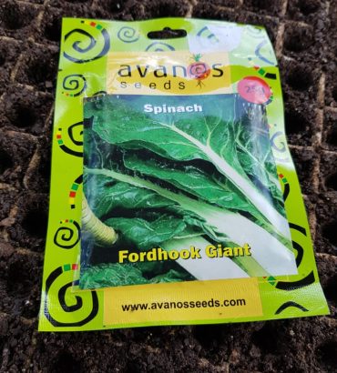 Fordhook Giant Spinach Seedlings