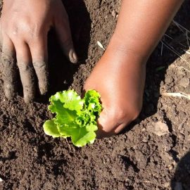 Waikiki Lettuce Seedlings