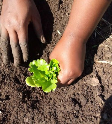 Waikiki Lettuce Seedlings