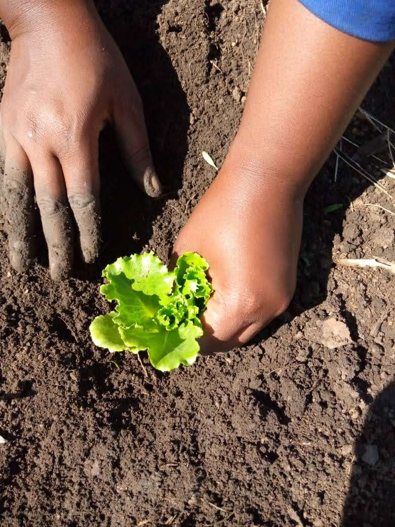 Waikiki Lettuce Seedlings