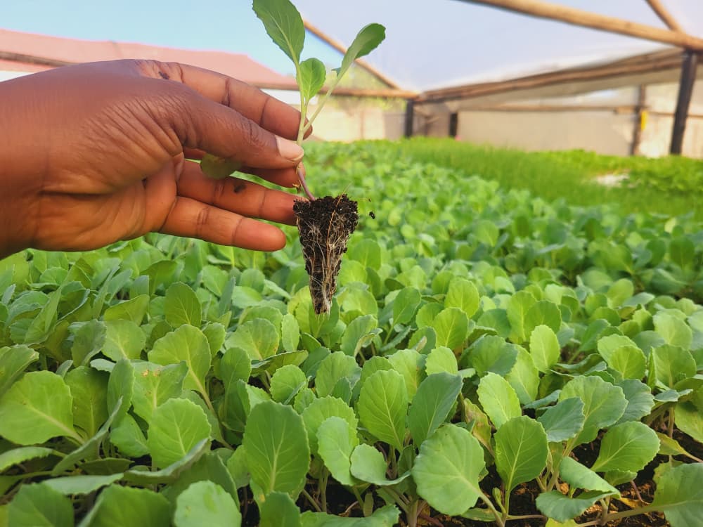 Gemma Plus Cabbage Seedlings