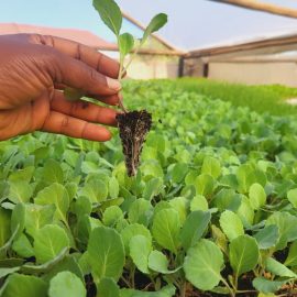 Kilimo Cabbage Seedlings