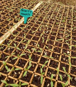 Trinity Tomato Seedlings