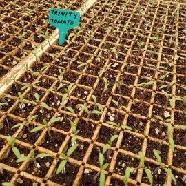 Trinity Tomato Seedlings