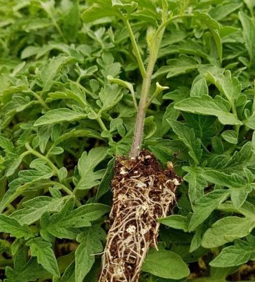 Trinity Tomato Seedlings