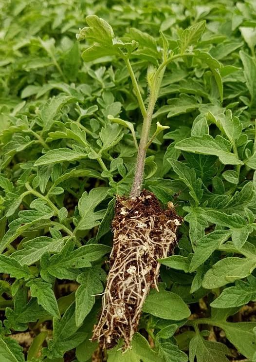 Trinity Tomato Seedlings in Zimbabwe: A Complete Growing Guide for Farmers (2025 Update)