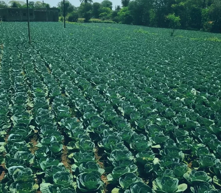 Cabbage Farming in Zimbabwe: Your Profitable 1-Hectare Guide