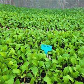 Paida tsunga seedlings