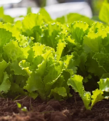 Atlantis Fancy Green Lettuce