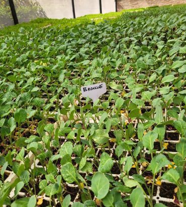 Naxos Broccoli Seedlings