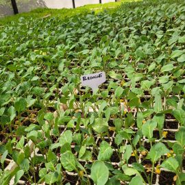 Montop Broccoli Seedlings
