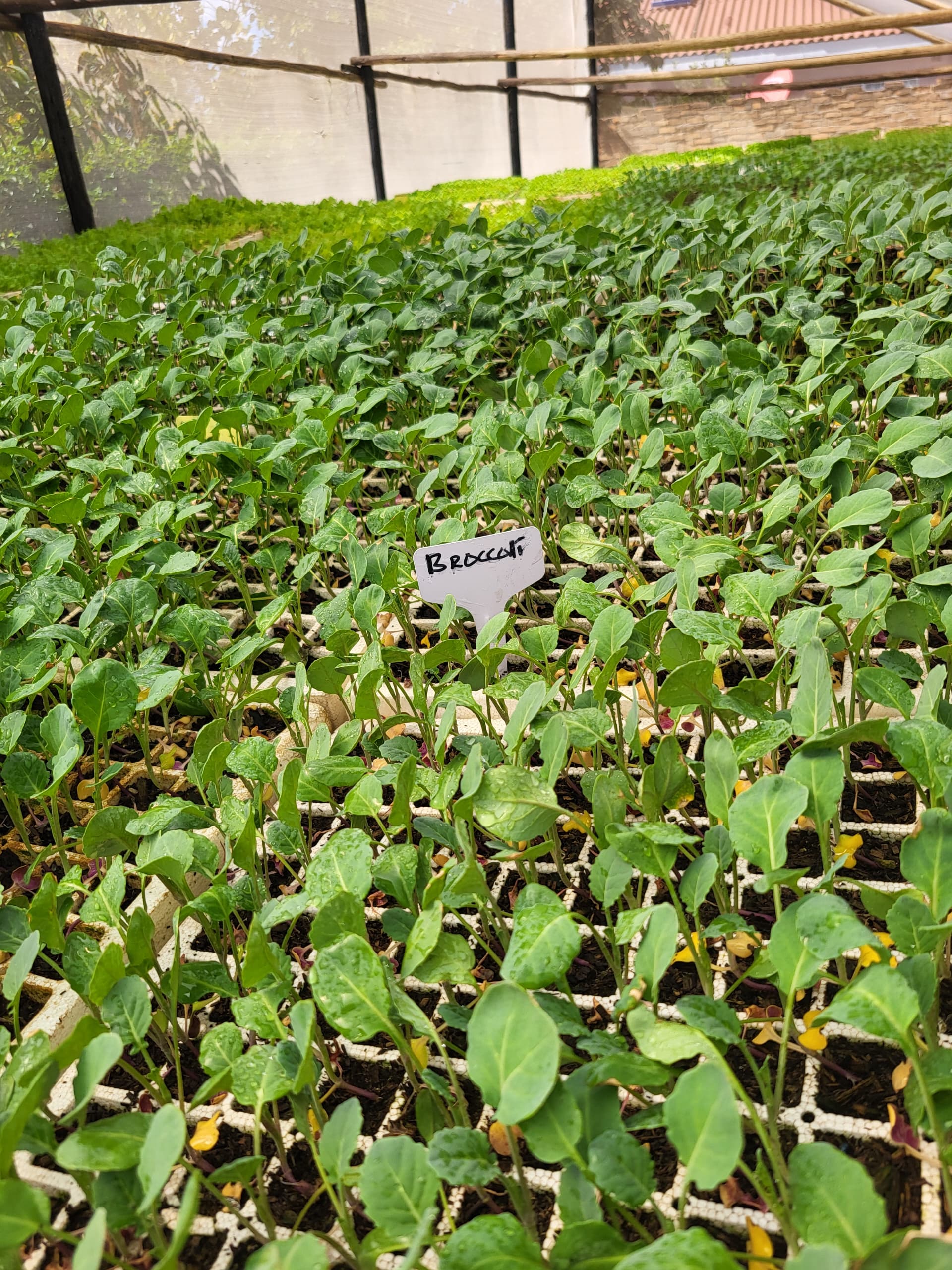 Montop Broccoli Seedlings