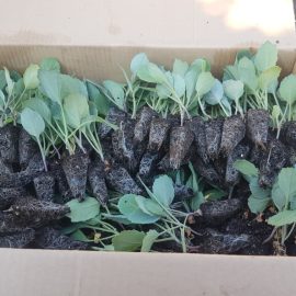 Magesty Cabbage Seedlings