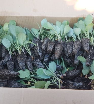 Magesty Cabbage Seedlings