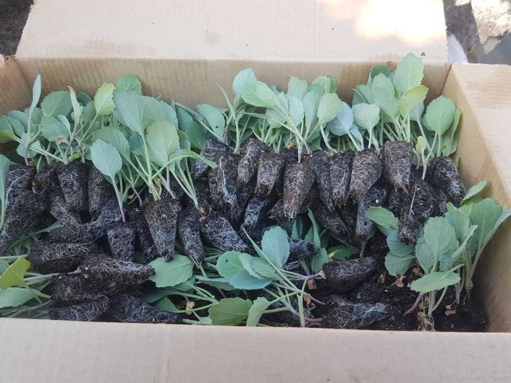 Magesty Cabbage Seedlings