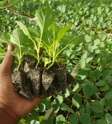 Star 3301 Cabbage Seedlings