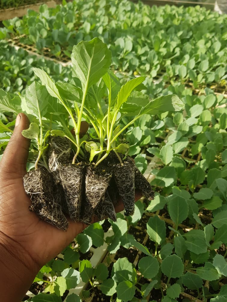 Athena Plus Cabbage Seedlings
