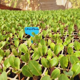 Spacestar Cauliflower Seedlings