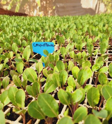 Spacestar Cauliflower Seedlings