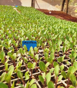 Twister Cauliflower Seedlings