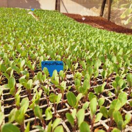 Twister Cauliflower Seedlings