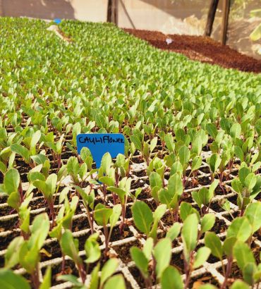 Twister Cauliflower Seedlings