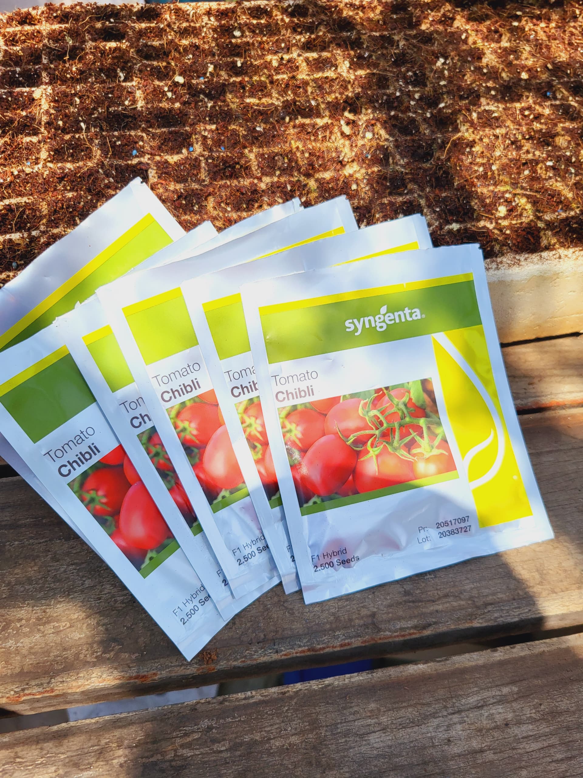 Chibli Tomato Seedlings