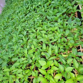 Ganga Pepper Seedlings