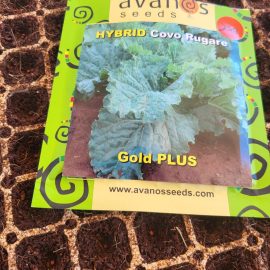Gold Plus Covo Seedlings