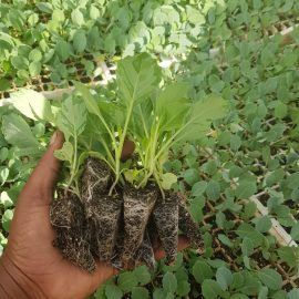 Hobson Rape Seedlings