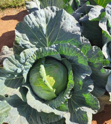 Optima Cabbage Seedlings