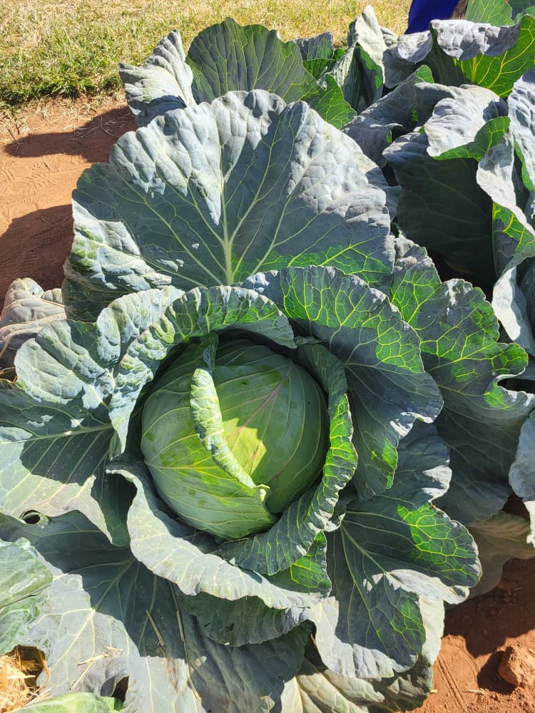 Optima Cabbage Seedlings