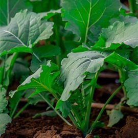 Rampart Rape Seedlings