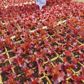 Red Dew Fancy Red Lettuce