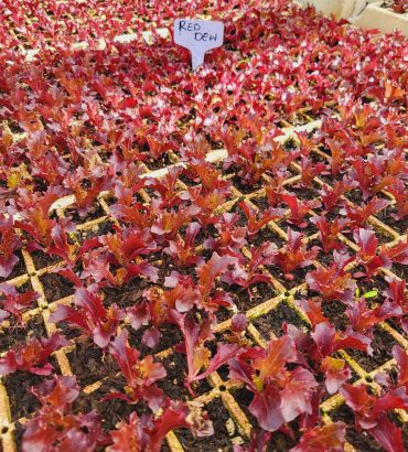 Red Dew Fancy Red Lettuce