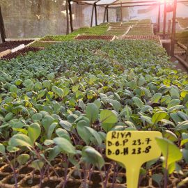 Riva Red Cabbage Seedlings