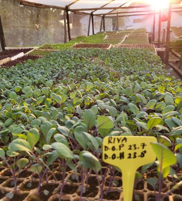 Riva Red Cabbage Seedlings