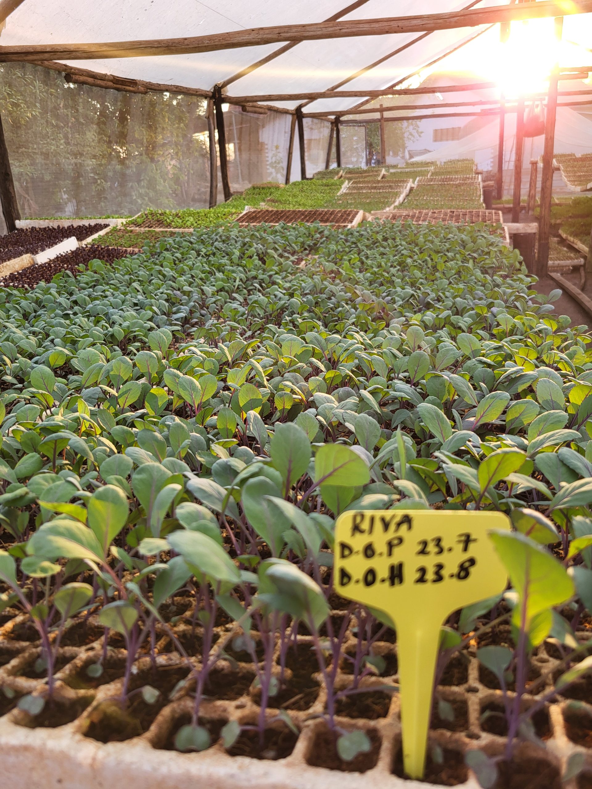 Riva Red Cabbage Seedlings