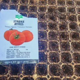 Star 9009 Tomato Seedlings